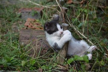 Fototapeta premium little kitten is playing