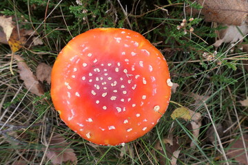 Fly agaric straight from above, with many white dots.
