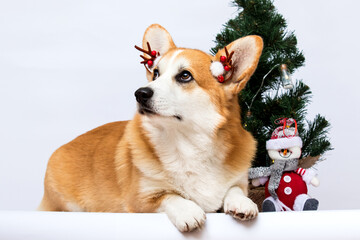 Welsh Corgi Pembroke dog on a New Year's background
