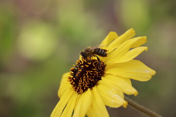 bee on yellow flower