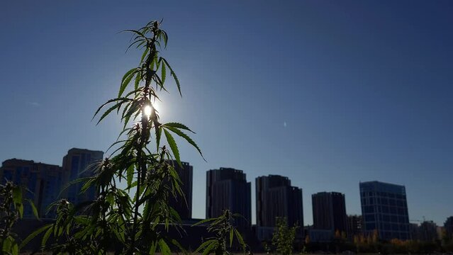 Cannabis plant growing near city outskirts. Town in the background. 