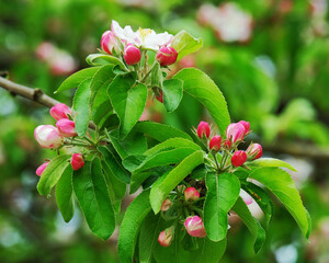 Apple blossom in the garden in spring