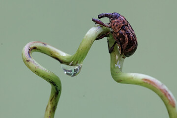 A boll weevil is foraging on the tendrils of a wild plant. This insect, which is known as a pest of...