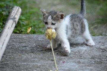 a little kitten is playing with a coiled thread