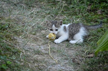 a little kitten is playing with a coiled thread