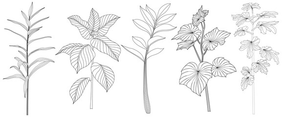 Set of hand drawn decorative plants. Black and white illustration isolate on white.