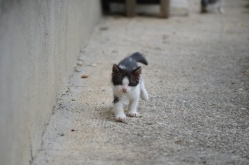 a little kitten in a race