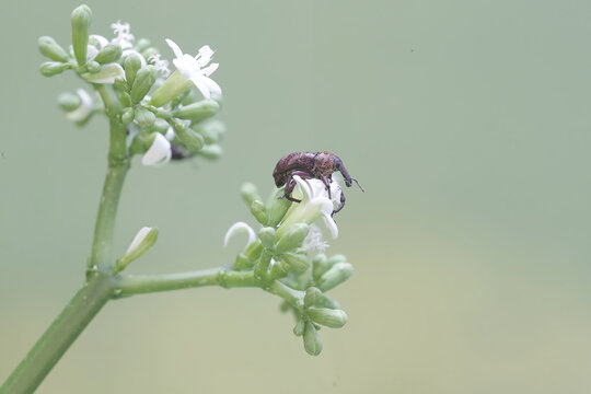 A boll weevil is looking for food in the bushes. This insect, which is known as a pest of cotton plants, has the scientific name Anthonomus grandis.