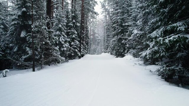 Drone video of winter forest with a lot of snow. Cross-country ski trail