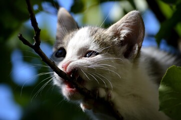 a little kitten is biting a branch on a tree