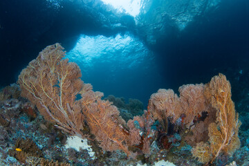 Fototapeta na wymiar Beautiful gorgonians thrive on a shallow, current-swept reef in Raja Ampat, Indonesia. This tropical area is known to harbor the highest marine biodiversity on Earth and is popular for divers.