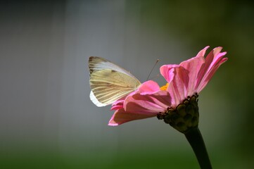 a white butterfly on a large pink flower - Powered by Adobe