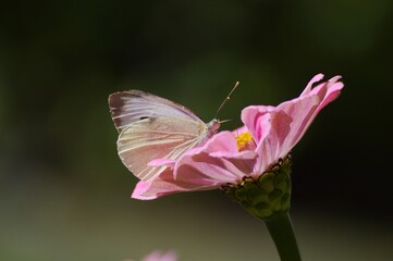 a white butterfly on a large pink flower