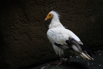 Egyptian Vulture - Neophron percnopterus, endangered white yellow headed vulture from Southern Europe, Asia and Africa, Eastern Rodope, Bulgaria.