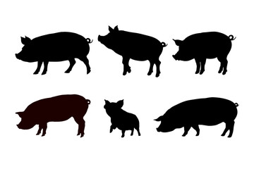 Set of pig silhouette - vector illustration - obrazy, fototapety, plakaty