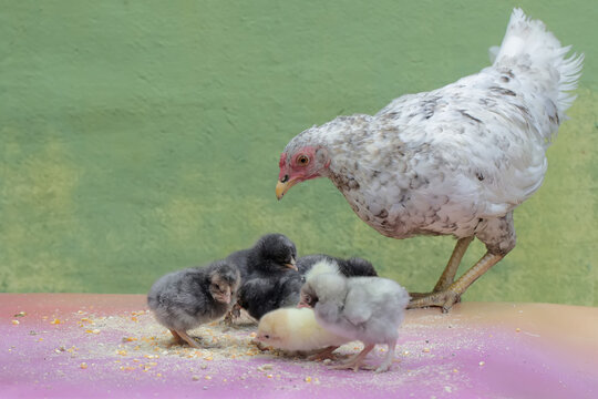 A hen is eating corn with her six newly hatched chicks. This poultry, which is usually consumed by humans, has the scientific name Gallus gallus domesticus.