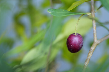 close up of a black olive on a branch of olive tree
