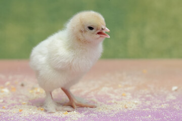 A brahma chick just hatched from an egg. This chicken with a large posture and body weight has the scientific name Gallus gallus domesticus. © I Wayan Sumatika