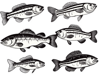 A Group Of Fish With Stripes - bass fish icons isolated on white background.