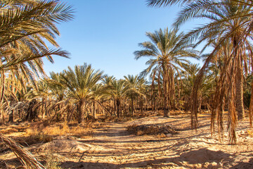 Fototapeta na wymiar Palm trees in the oasis of Douz, Kebili, Tunisia