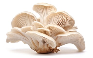 Fototapeta na wymiar Oyster mushroom isolated on white background