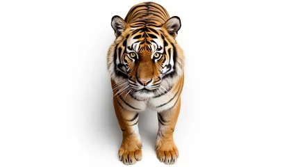 Deurstickers Close up portrait of a tiger looking at the camera on isolated white background, top perspective view angle © GulArt