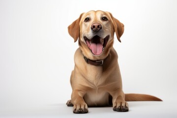 Lifestyle portrait photography of a happy labrador retriever sitting against a white background....