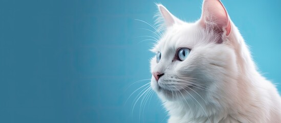 beautiful nature of Thailand, against a vibrant blue background, a cute white cat with silky black hair poses for a portrait, its striking blue eyes adding to its mesmerizing beauty.