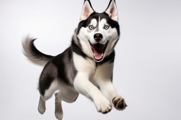 Full-length portrait photography of a happy siberian husky catching a frisbee against a white background. With generative AI technology