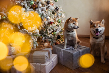 Siba inu red dog in New Year and Christmas time with presents and gift boxes