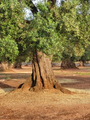 Olivenplantage in Apulien