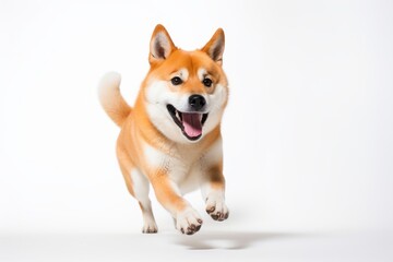 Lifestyle portrait photography of a cute akita inu playing fetch against a white background. With generative AI technology