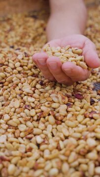 Granos de caf&eacute; colombiano sec&aacute;ndose, mientras el campesino revisa su calidad. video vertical