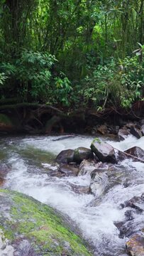 Quebrada, Rio, en una selva h&uacute;meda tropical colombiana. V&iacute;deo vertical