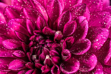 Dahlia flower macro water droplet shot; Shallow depth of field.