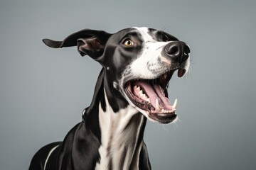 Conceptual portrait photography of a smiling great dane yawning against a minimalist or empty room background. With generative AI technology
