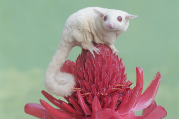 A female albino sugar glider is hunting for small insects on torch ginger flowers in full bloom....