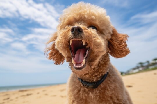 Medium shot portrait photography of a funny poodle barking against a beach background. With generative AI technology