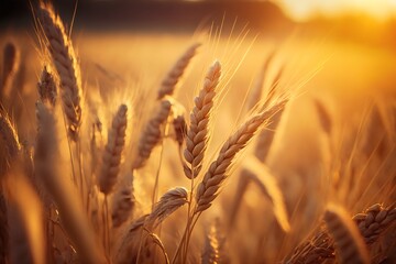 Wheat field at sunset. Ears of golden wheat close up. generative AI. 