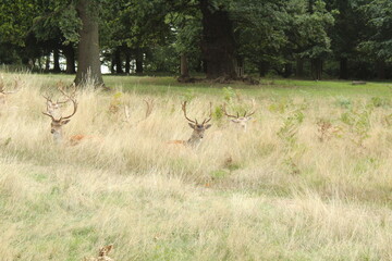 Richmond Park