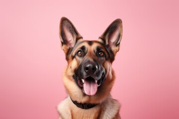 cute german shepherd sitting isolated on a pastel or soft colors background - obrazy, fototapety, plakaty
