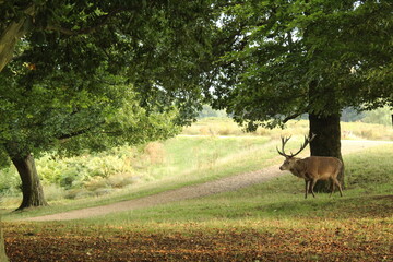 Richmond Park