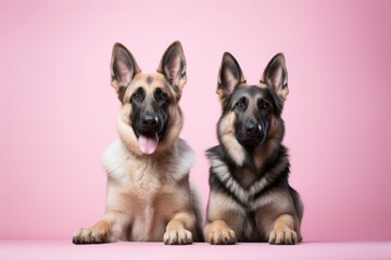 cute german shepherd sitting over a pastel or soft colors background