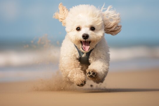cute poodle running on the beach on a pastel or soft colors background