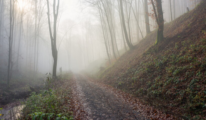 Road in a mystical, foggy forest. Fabulous atmosphere of an autumn morning