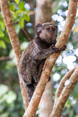 Close up of a Black-tufted marmoset, Atlantic Forest, Brazil
