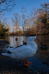 White goose on the shore of a pond.