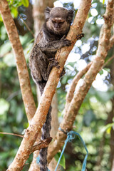 Close up of a Black-tufted marmoset, Atlantic Forest, Brazil