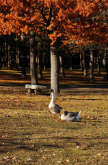 Two geese in the park.