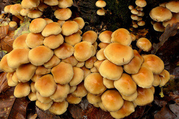 Fototapeta premium Hypholoma fasciculare (aka sulphur tuft, sulfur tuft or clustered woodlover) growing through the moss on a tree trunk 